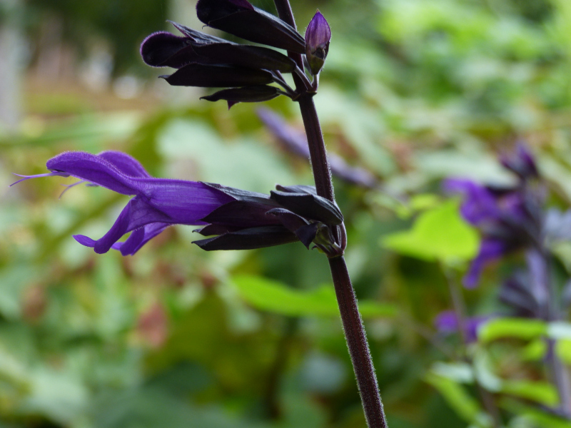Salvia Amistad 3.JPG