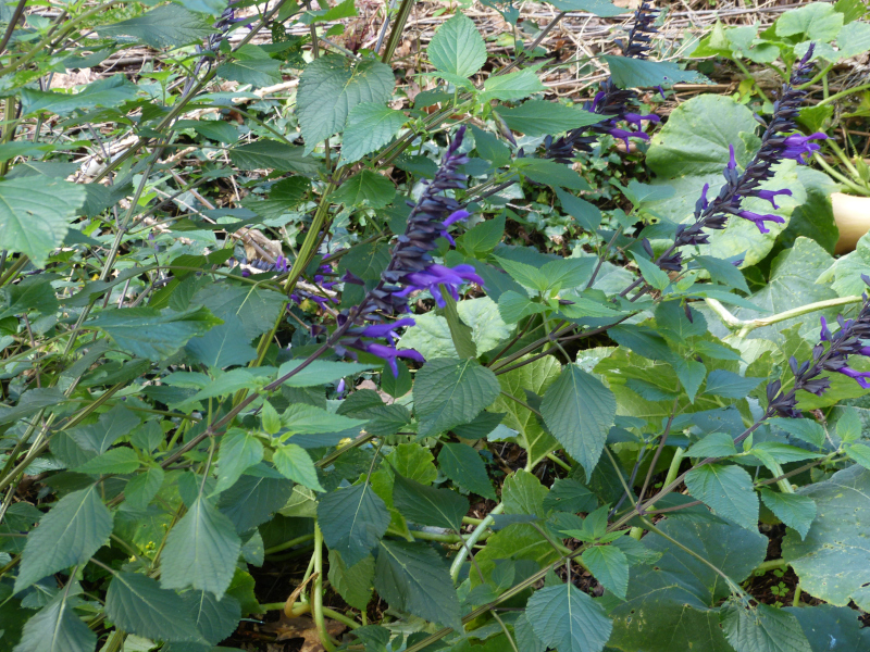 Salvia Amistad 4.JPG