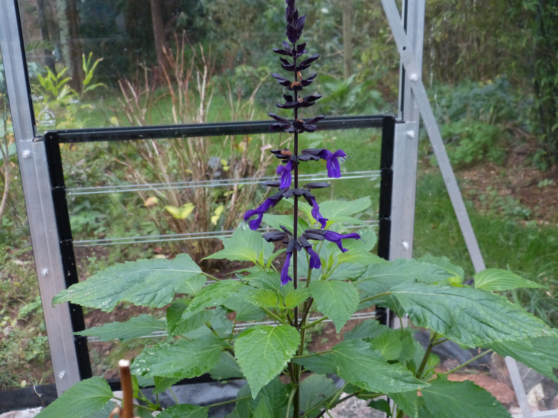 Salvia Amistad.JPG