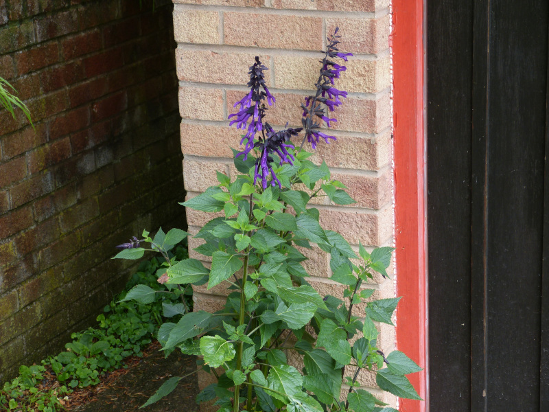 Salvia Amisted 2.JPG