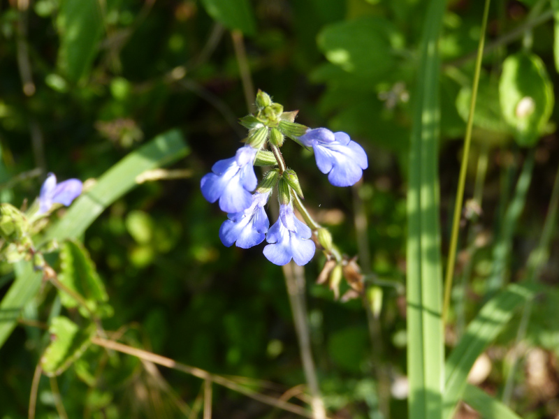 Salvia arizonica 1.JPG