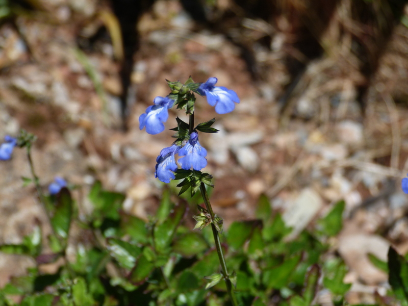 Salvia arizonica 2017.JPG