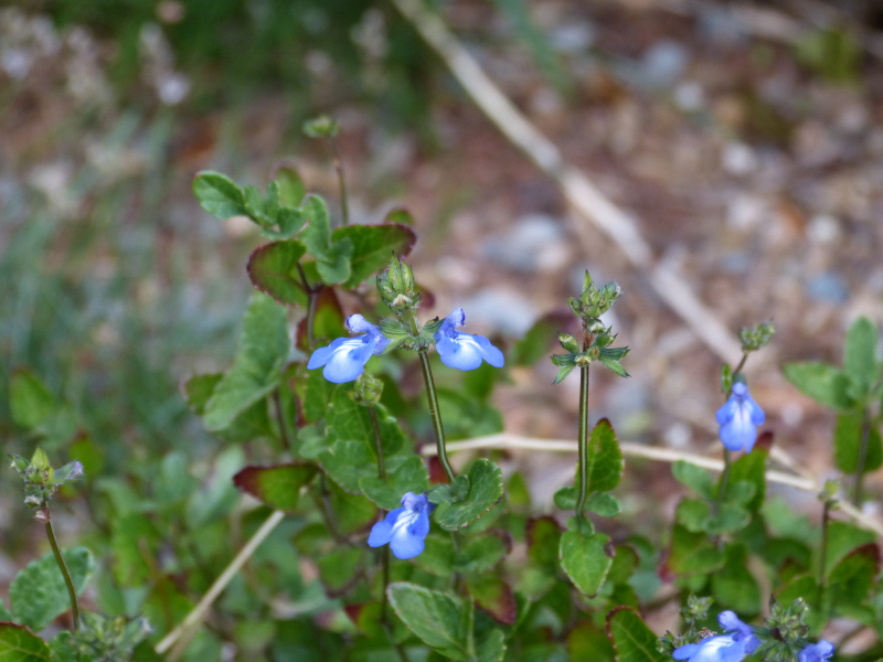 Salvia arizonica.JPG