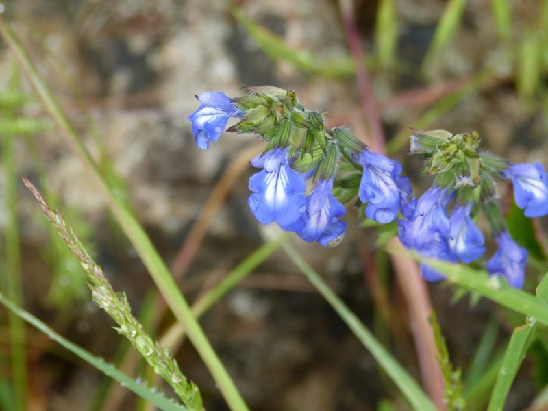 Salvia arizonica.JPG