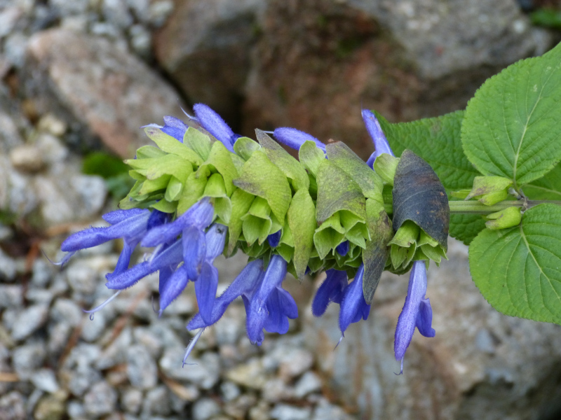 Salvia atrocyanea 1.JPG