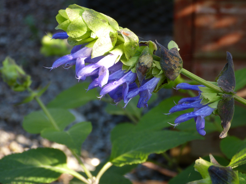Salvia atrocyanea.JPG