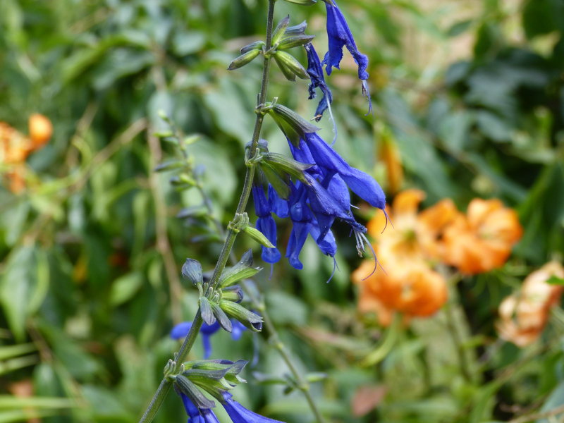 Salvia atrocyanea .JPG