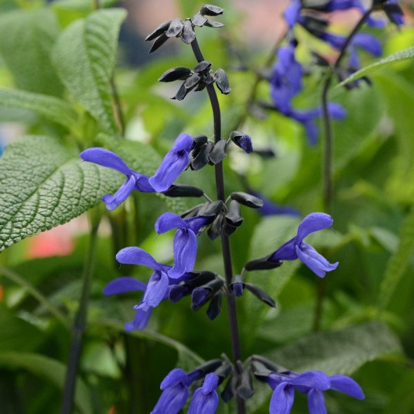 Salvia Black and Bloom.jpg