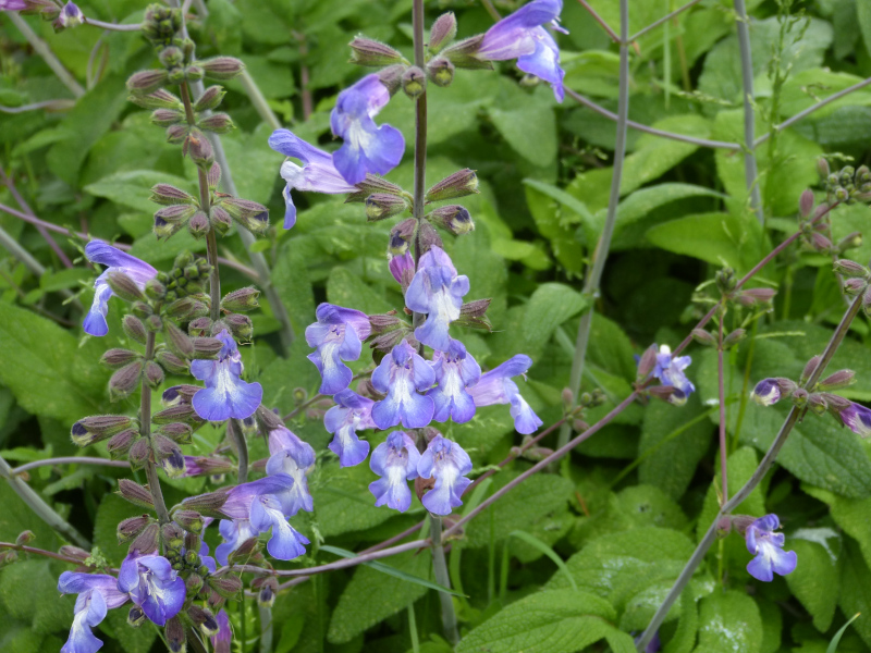 Salvia blue.JPG