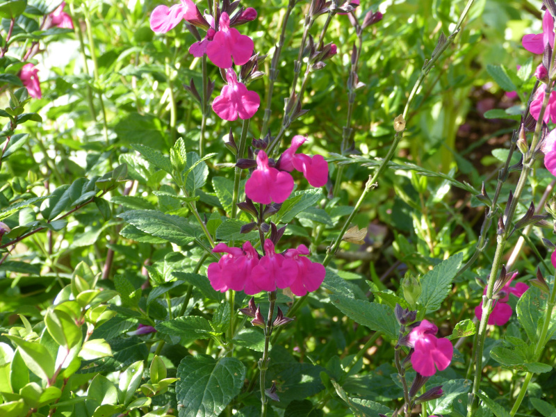 Salvia Cerro Potosi.JPG
