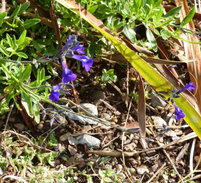 Salvia chamaedryoides.JPG