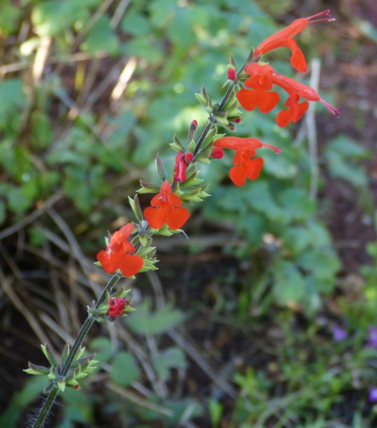 Salvia coccinea 2.JPG