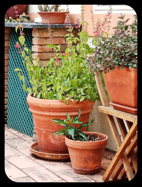 Salvia coccinea 23 Jun 22.jpg