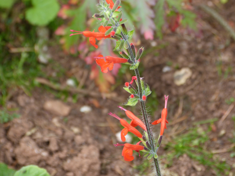 Salvia coccinea.JPG