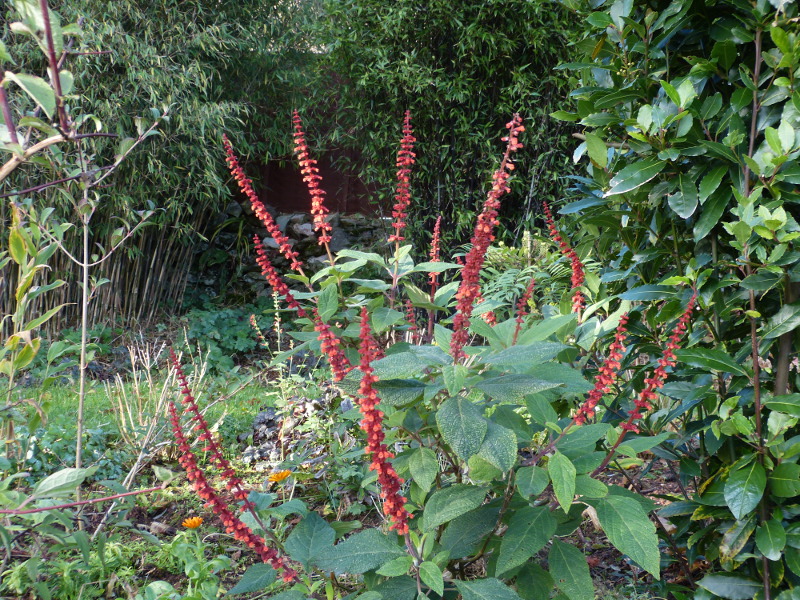 Salvia confertifolia 3.JPG