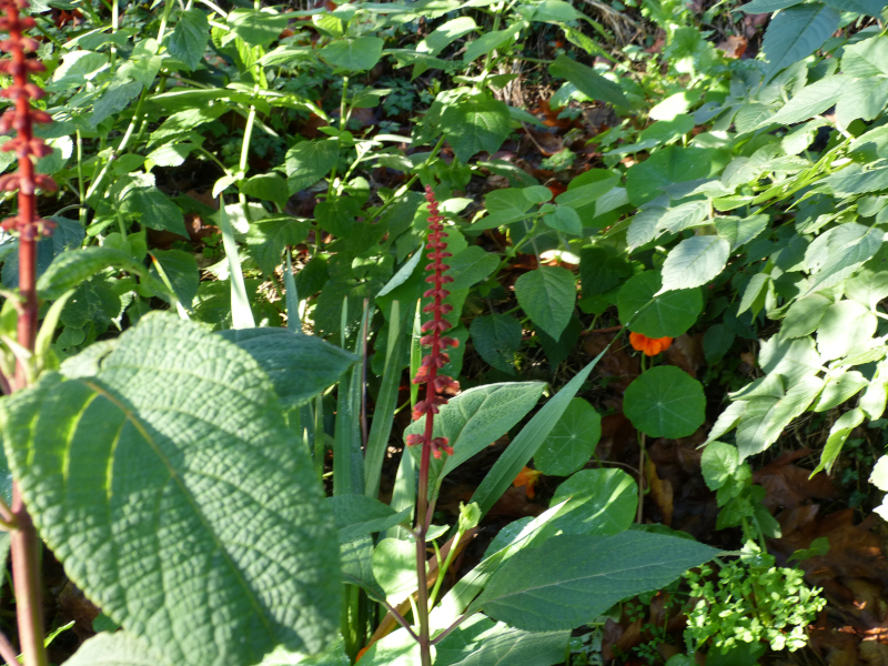 Salvia confertifolia.JPG