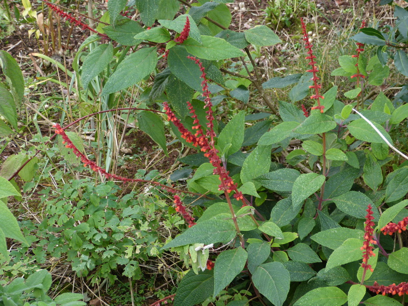 Salvia confertifolora 2017 1.JPG