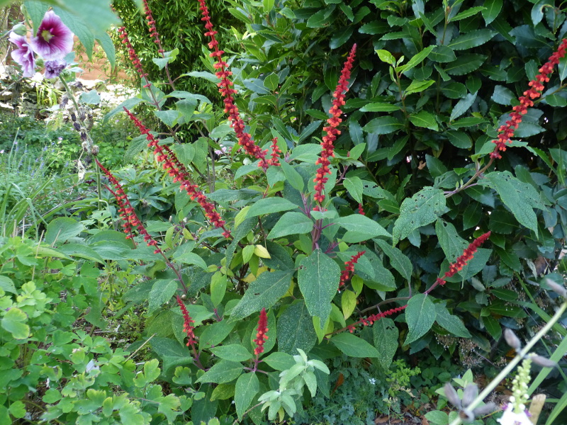 Salvia confertifolora 2017.JPG