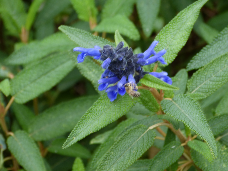 Salvia corrugata 1.JPG