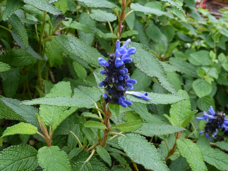 Salvia corrugata 2.JPG