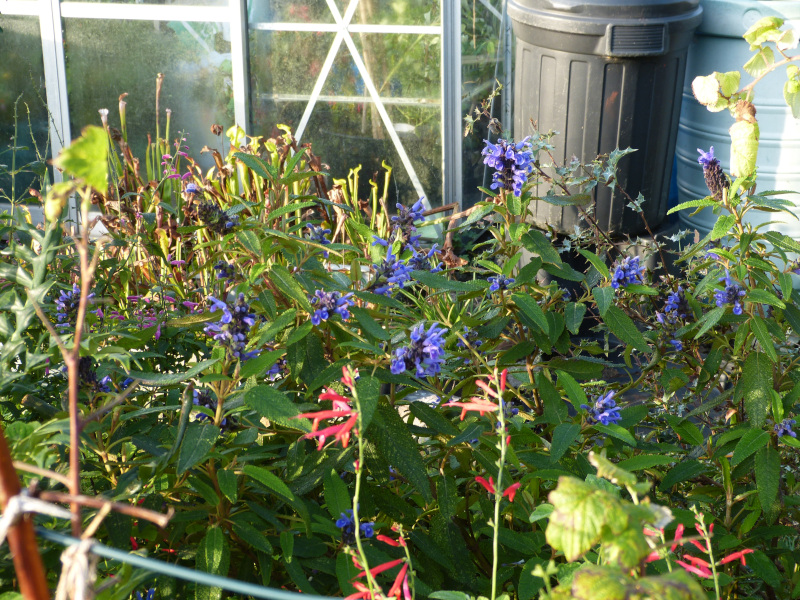 Salvia corrugata 2.JPG
