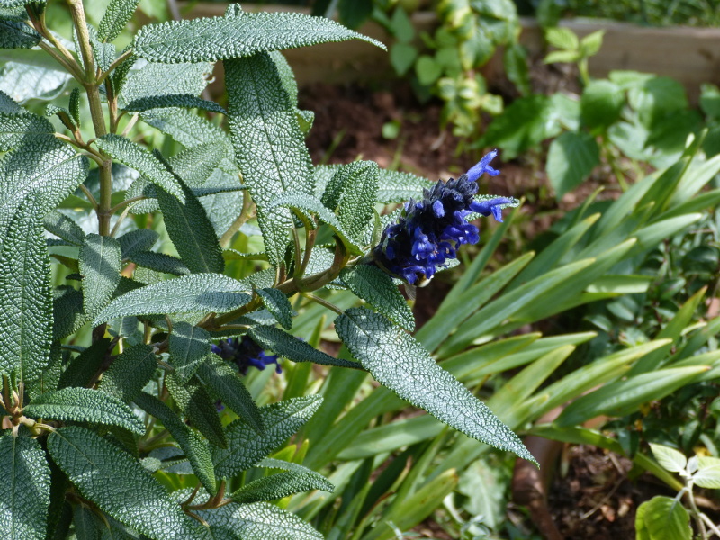 Salvia corrugata 2017.JPG