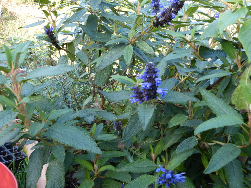Salvia corrugata 2017a .JPG