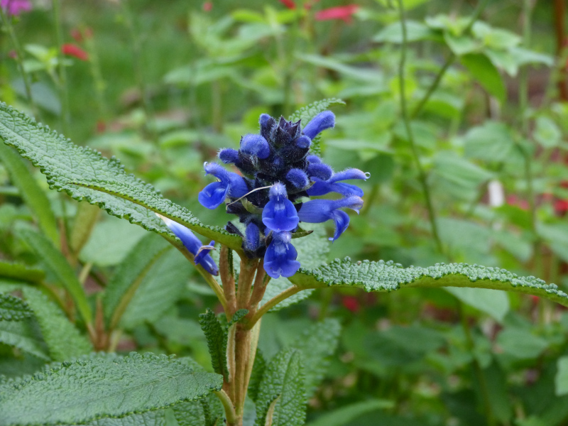 Salvia corrugata.JPG
