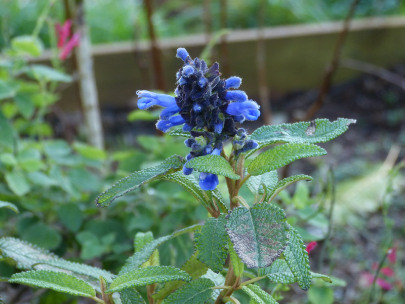 Salvia corrugata.JPG