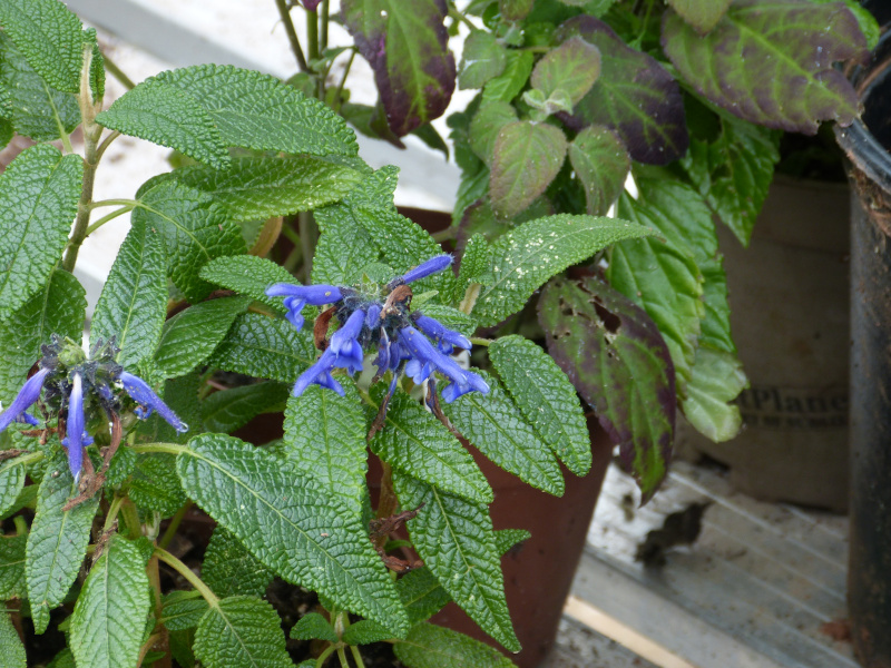 Salvia corrugata.JPG