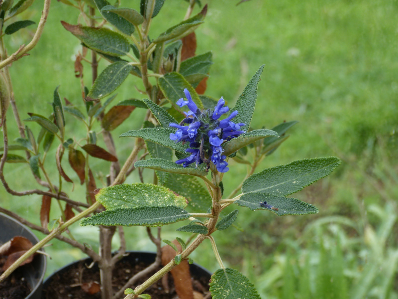 Salvia corrugata.JPG