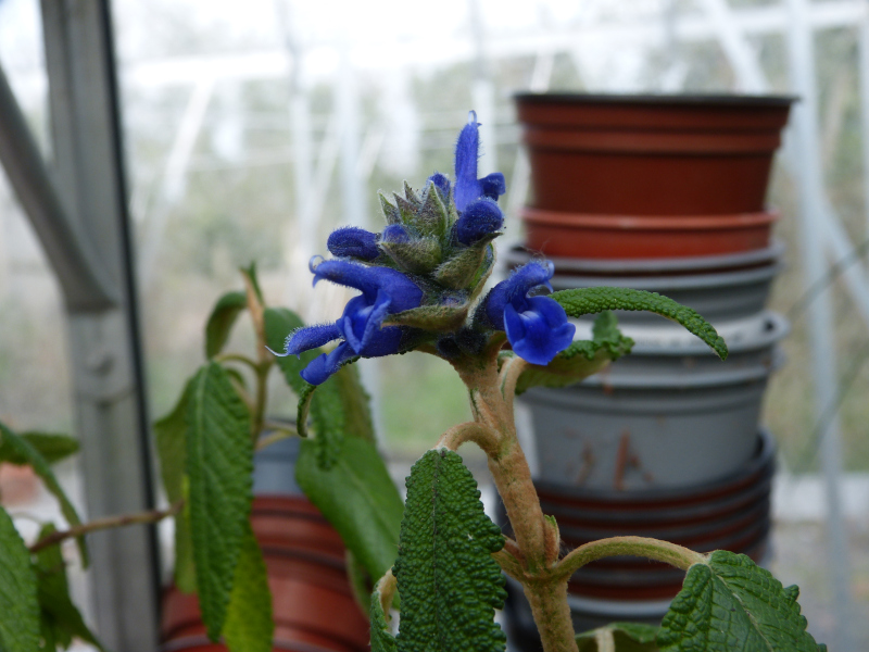 Salvia corrugata.JPG