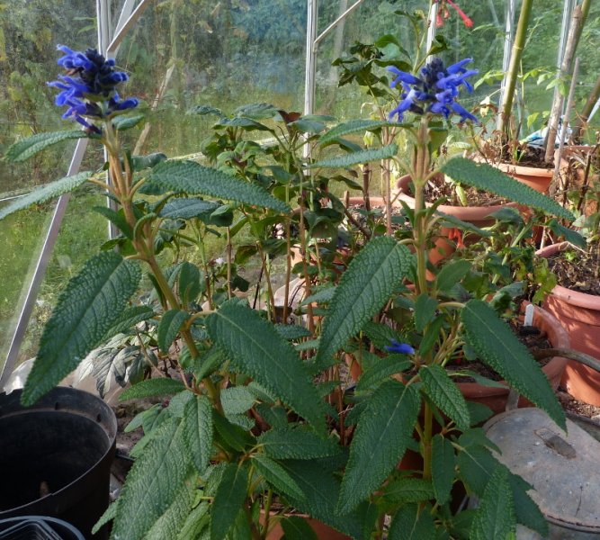 Salvia corrugata.JPG