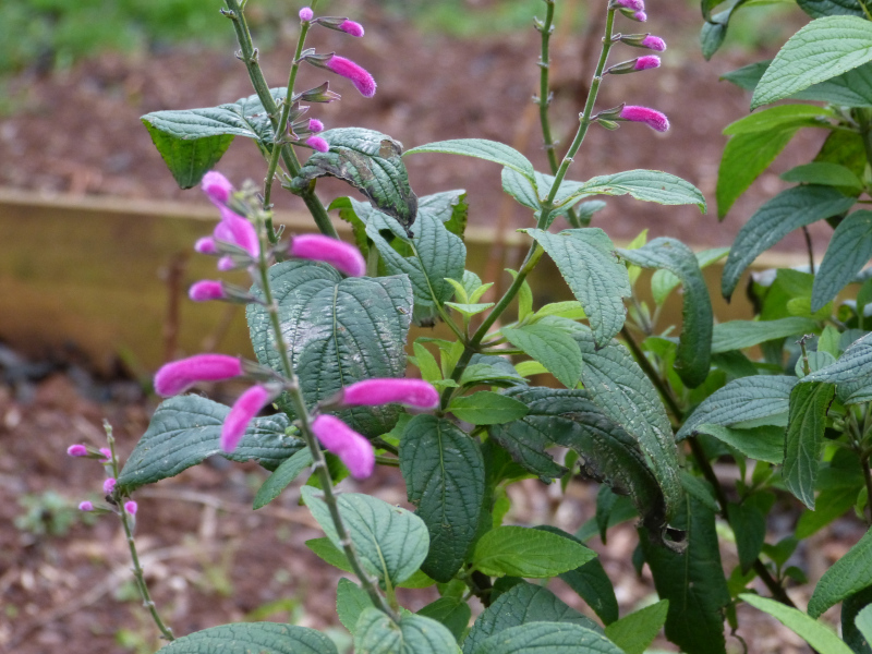 Salvia curviflora 1.JPG