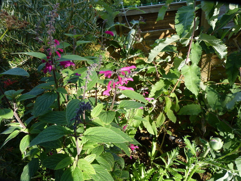 Salvia curviflora 2017.JPG