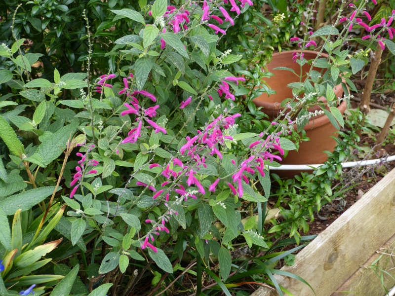 Salvia curviflora.JPG