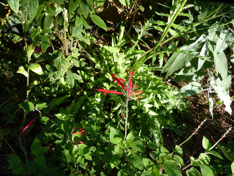 Salvia darcyi 2017.JPG