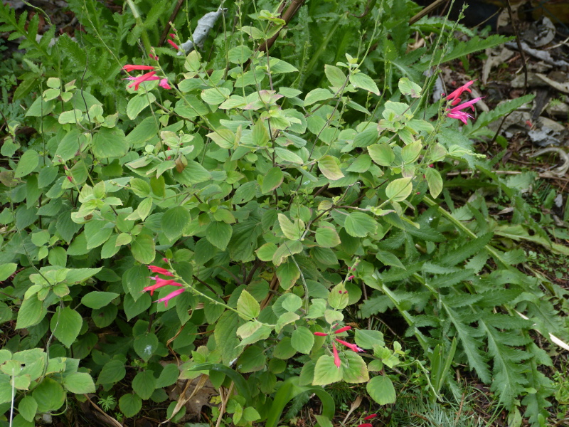 Salvia darcyi.JPG