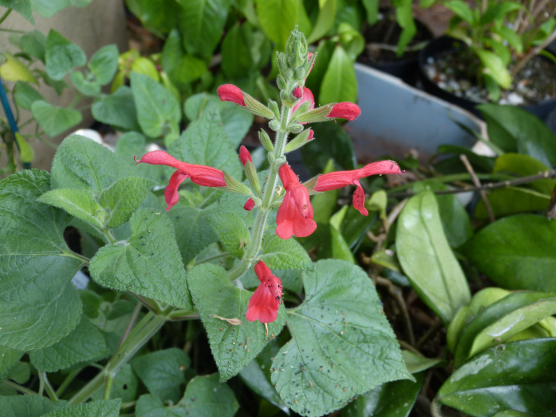 Salvia darcyii.JPG