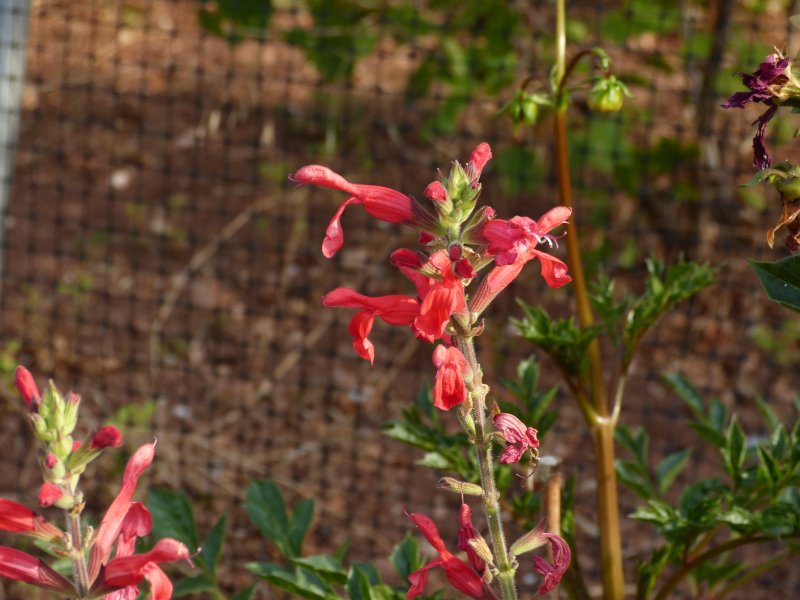 Salvia darcyii.JPG