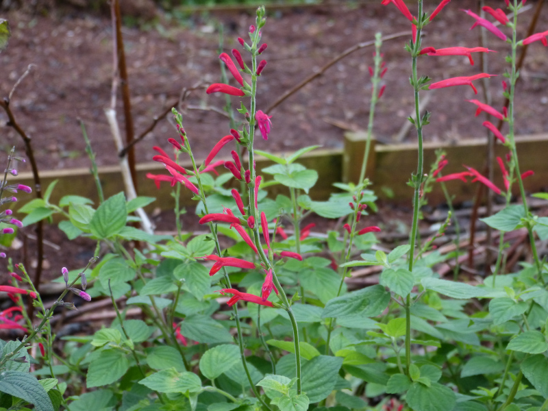 Salvia elegans 1.JPG