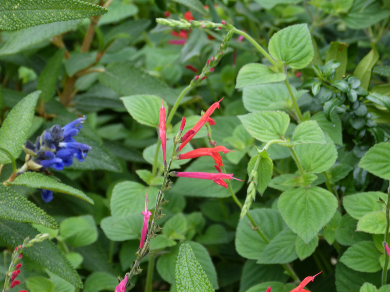 Salvia elegans 1.JPG