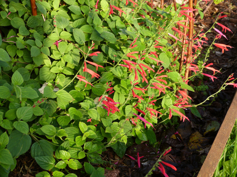 Salvia elegans 2.JPG