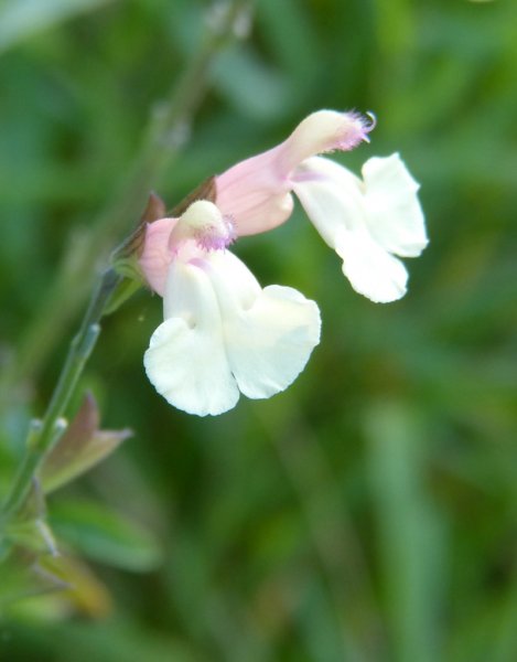 Salvia elegans Honey Melon.JPG