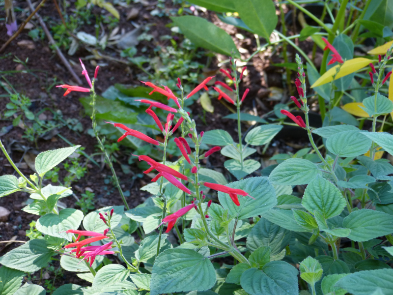 Salvia elegans.JPG