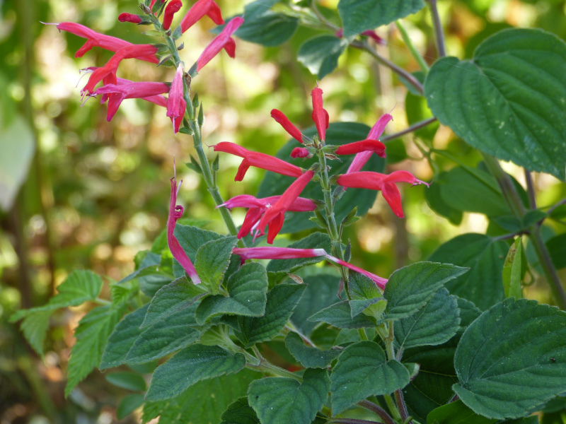Salvia elegans.JPG