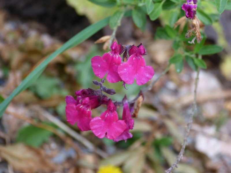 Salvia greggi Raspberry Ripple 1.JPG