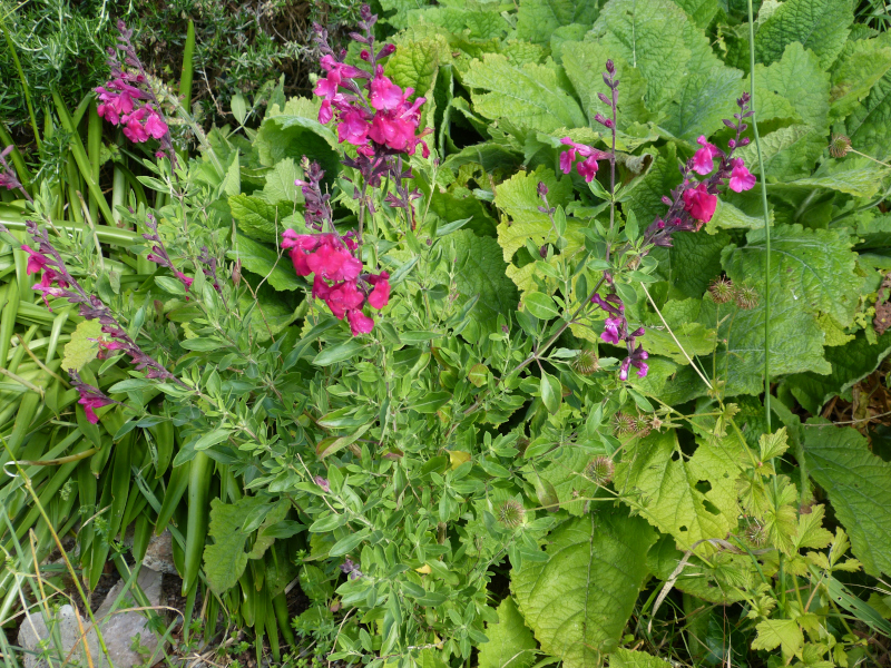 Salvia greggi Raspberry Ripple.JPG