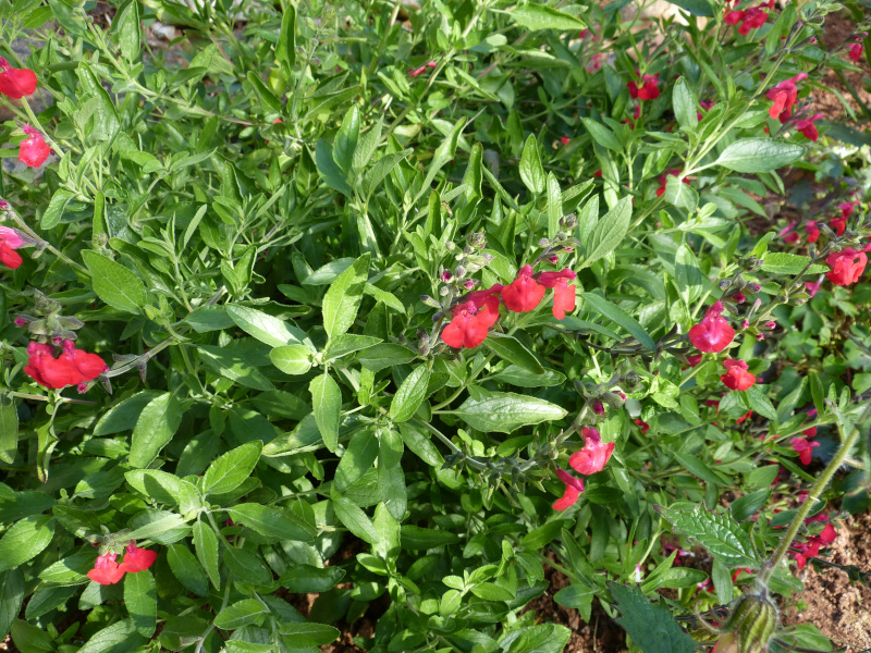 Salvia greggii.JPG