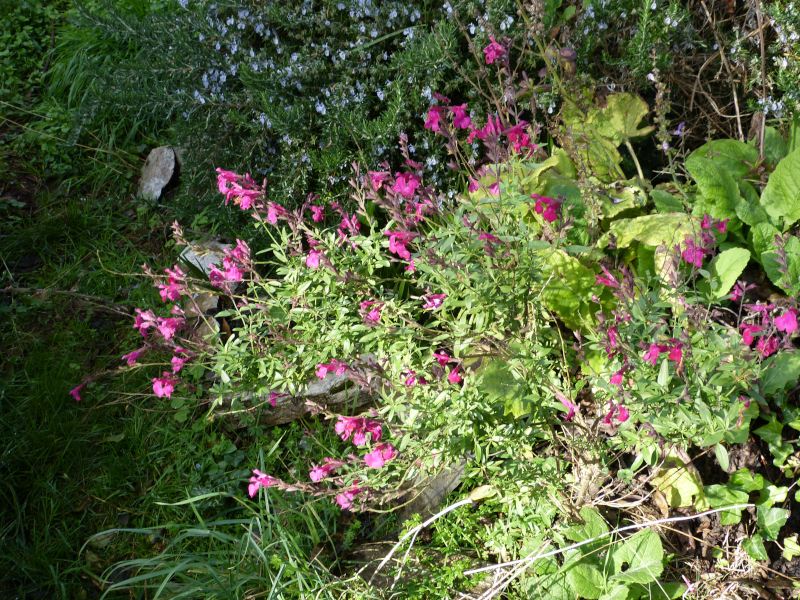 Salvia greggii Raspberry Ripple 2.JPG
